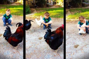 Malý chlapec objímá kuře: video, fascinující uživatelé sítě Malý chlapec objímá kuře: video, fascinující uživatelé sítě